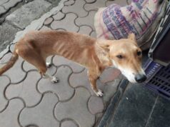 Helpline for Animals in Mumbai