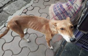 Helpline for Animals in Mumbai