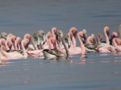 Flamingo Spectacle in Mumbai