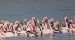 Flamingo Spectacle in Mumbai