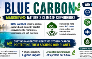 Blue Carbon: The Hidden Climate Power of Mangroves