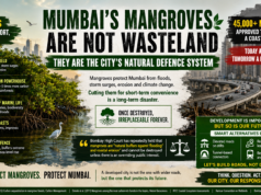 Mumbai’s Mangroves Are The City’s Natural Defence System – 45000 Will Be Destroyed